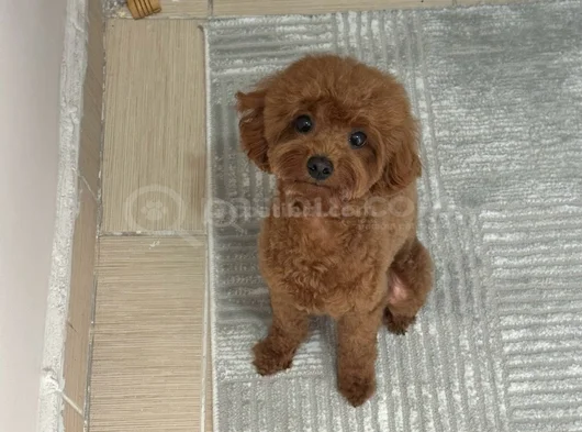 35 Günlük Teacup Poodle