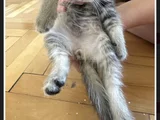 2 Yavru Dişi 1 Yavru Erkek Kedi