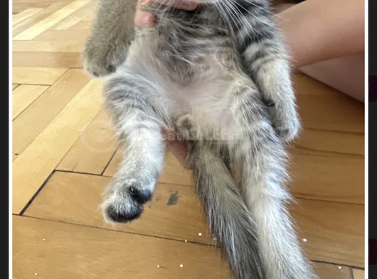 2 Yavru Dişi 1 Yavru Erkek Kedi görsel