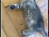 2 Yavru Dişi 1 Yavru Erkek Kedi