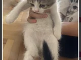 2 yavru dişi 1 yavru erkek kedi