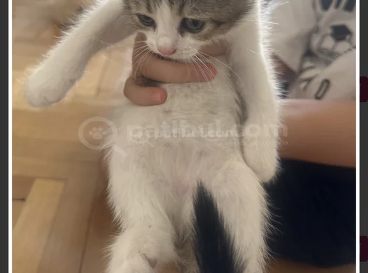 2 Yavru Dişi 1 Yavru Erkek Kedi