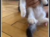 2 Yavru Dişi 1 Yavru Erkek Kedi