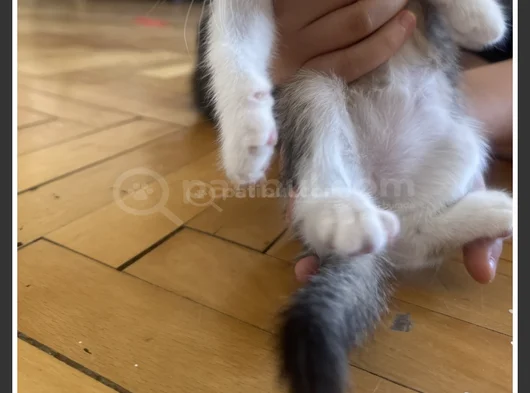2 Yavru Dişi 1 Yavru Erkek Kedi görsel