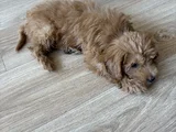 2 Aylik Yavru Malti̇poo