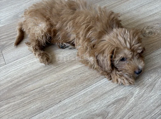 2 Aylik Yavru Malti̇poo görsel