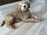 2 AYLIK YAVRU MALTİPOO