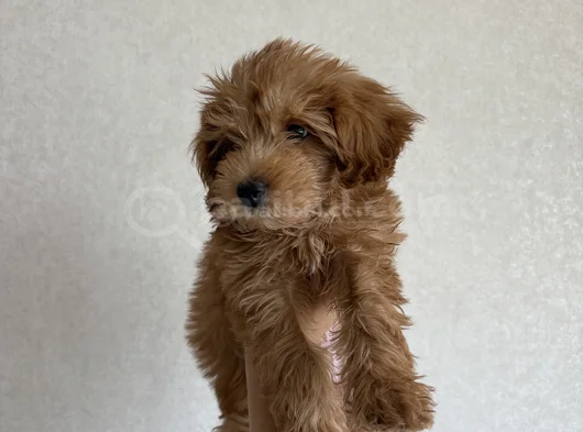 2 Aylik Yavru Malti̇poo görsel