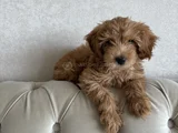 2 Aylik Yavru Malti̇poo