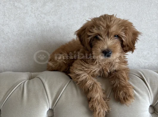 2 Aylik Yavru Malti̇poo görsel