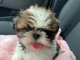 Ev Hayatına en uygun Irktır Shih Tzu