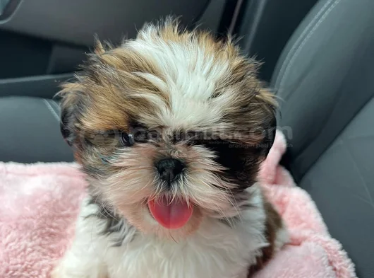 Ev Hayatına En Uygun Irktır Shih Tzu