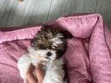 Ev Hayatına En Uygun Irktır Shih Tzu