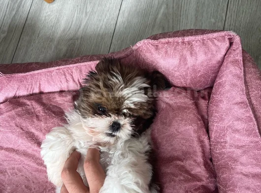 Ev Hayatına En Uygun Irktır Shih Tzu görsel