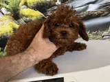 Çok Tatlı 4 Aylık Dişi Toy Poodle