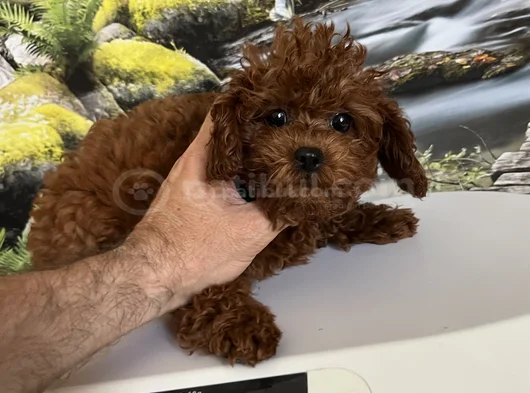 Çok Tatlı 4 Aylık Dişi Toy Poodle görsel