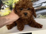 Çok Tatlı 4 Aylık Dişi Toy Poodle