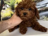 Çok Tatlı 4 Aylık Dişi Toy Poodle