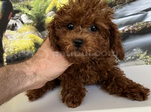 Çok Tatlı 4 Aylık Dişi Toy Poodle