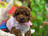 Veteriner Teknikerden Toy Poodle Yavrular Yuva Arıyor