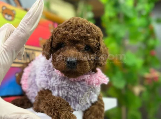 Veteriner Teknikerden Toy Poodle Yavrular Yuva Arıyor görsel