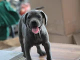 A kalite estetikli estetiksiz cane corso bebekler