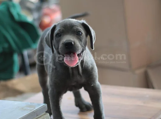 A Kalite Estetikli Estetiksiz Cane Corso Bebekler