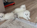 Efsane güzellikte