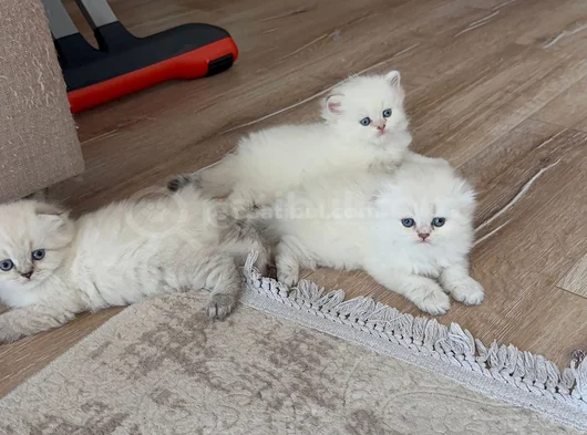 Efsane Güzellikte
