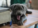 A Kalite Estetikli Estetiksiz Cane Corso Bebekler