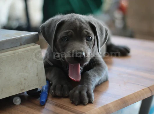 A Kalite Estetikli Estetiksiz Cane Corso Bebekler görsel