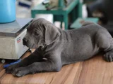 A Kalite Estetikli Estetiksiz Cane Corso Bebekler