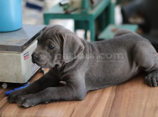 A Kalite Estetikli Estetiksiz Cane Corso Bebekler görsel