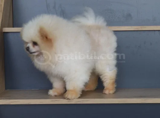 Krem Dişi 8 Aylık Ve 2 Yaşında Beyaz Dişi Pomeranian Boo görsel
