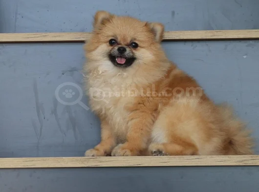 Krem Dişi 8 Aylık Ve 2 Yaşında Beyaz Dişi Pomeranian Boo görsel