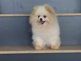 krem Dişi 8 aylık ve 2 yaşında Beyaz Dişi Pomeranian Boo