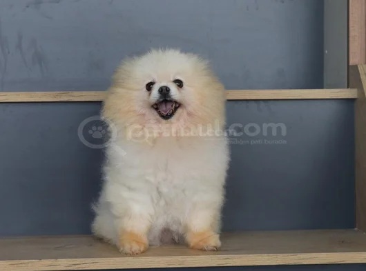 Krem Dişi 8 Aylık Ve 2 Yaşında Beyaz Dişi Pomeranian Boo görsel
