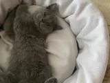 British Shorthair Ve Scottish Fold Yavru