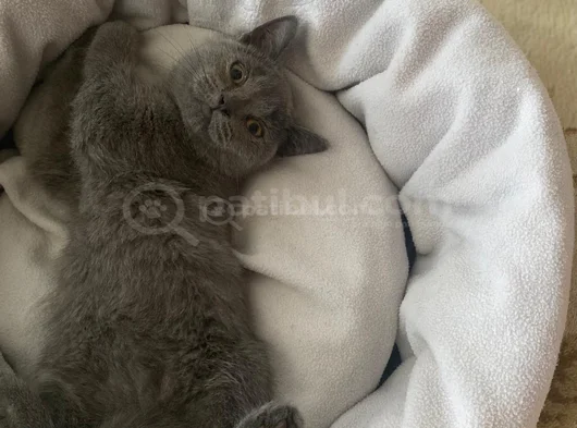 British Shorthair Ve Scottish Fold Yavru görsel