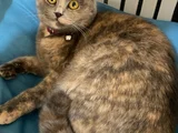 Kayip Kedi̇ Ankara Mamak