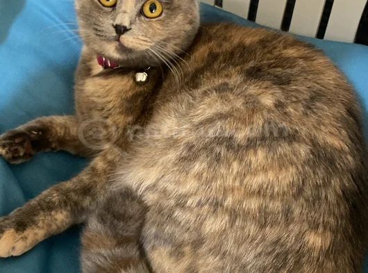 Kayip Kedi̇ Ankara Mamak görsel