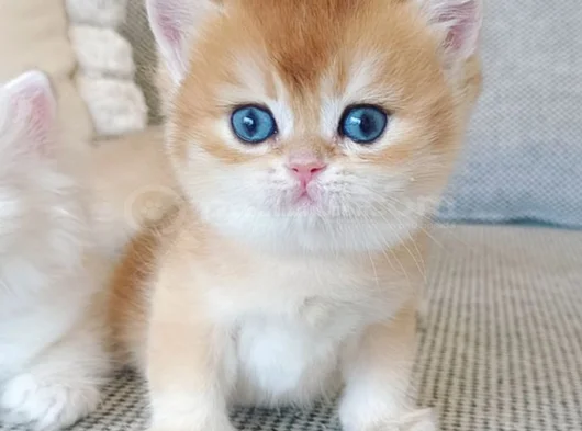 Çek Bebeksi Tenimi Çek Golden British Shorthair görsel