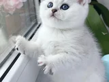 Camdaki Zerafetiyle Silver British Shorthair