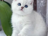 Camdaki Zerafetiyle Silver British Shorthair