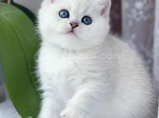 Camdaki Zerafetiyle Silver British Shorthair
