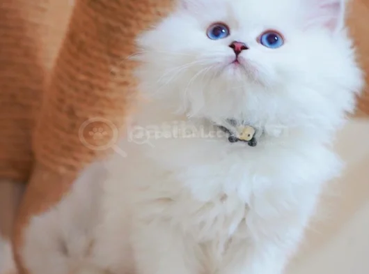 İpeksi Tüylü Silver British Longhair görsel