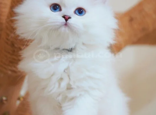 İpeksi Tüylü Silver British Longhair görsel