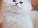 İpeksi Tüylü Silver British Longhair