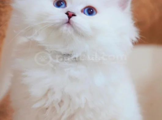 İpeksi Tüylü Silver British Longhair görsel