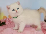 Mavişim Silver British Shorthair